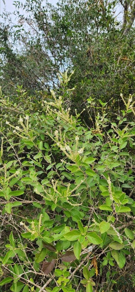Aloysia virgata var. platyphylla