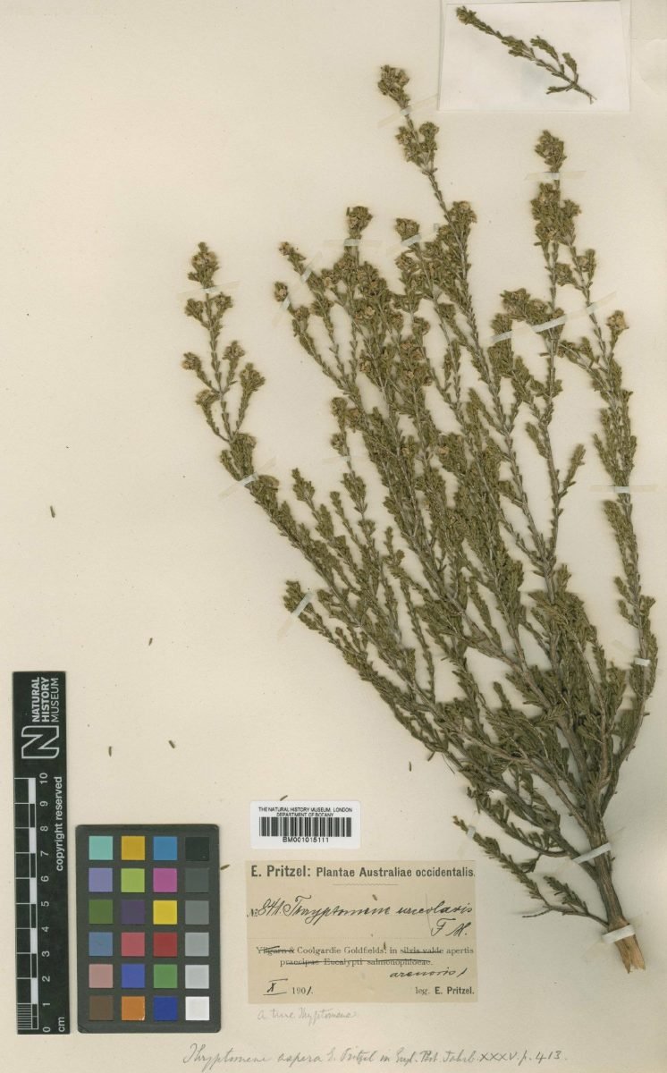 Aluta aspera subsp. aspera photograph 5