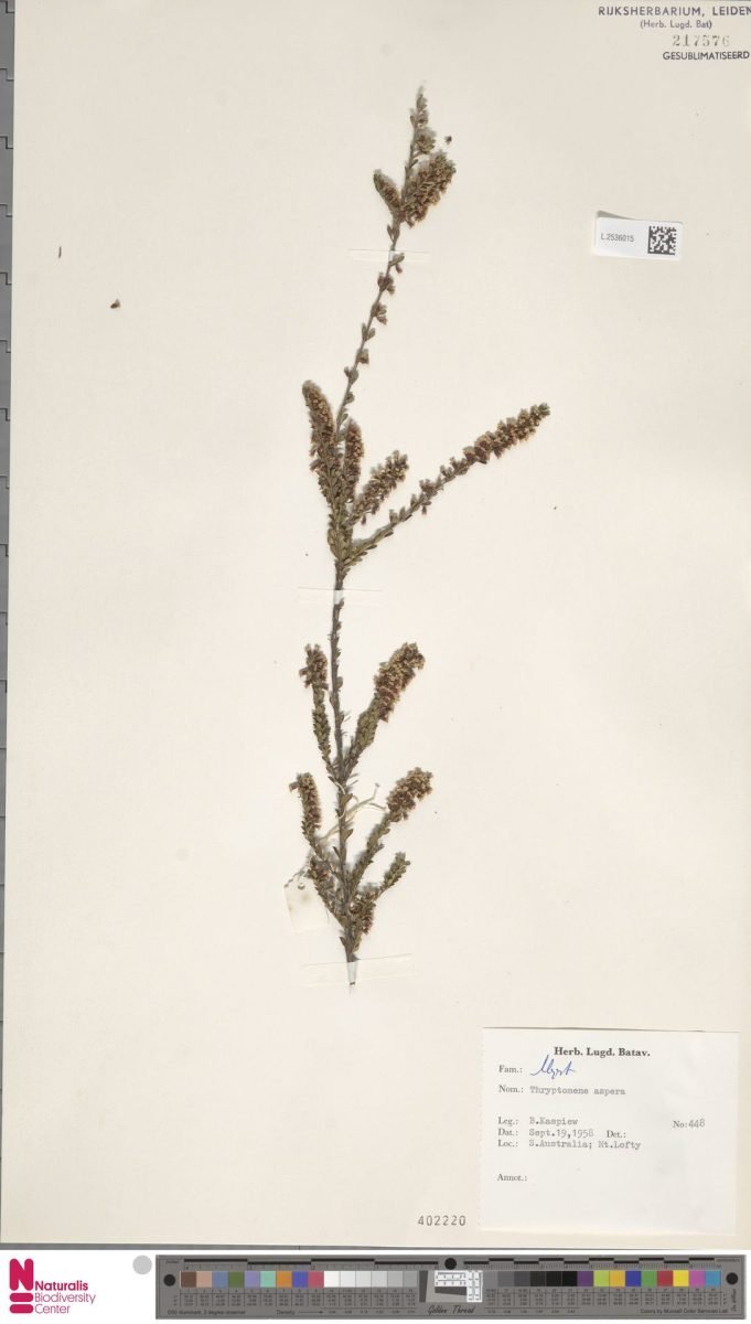 Aluta aspera subsp. aspera photograph 3