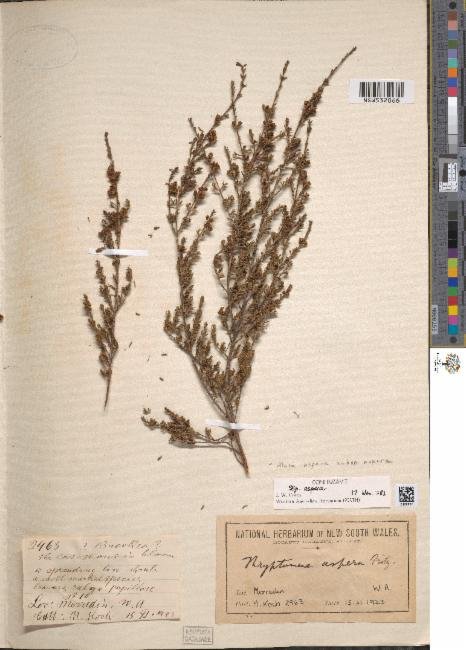 Aluta aspera subsp. aspera photograph 4
