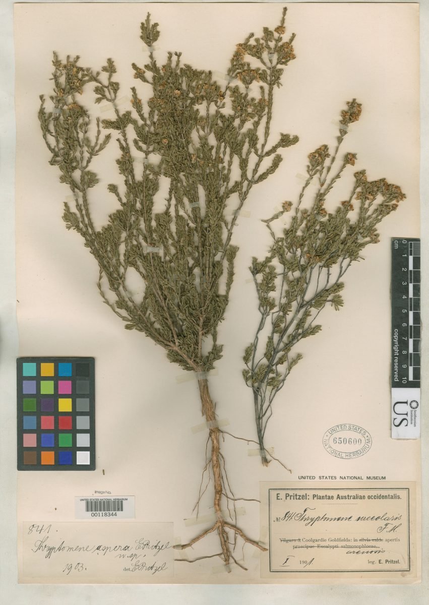 Aluta aspera subsp. aspera photograph 6