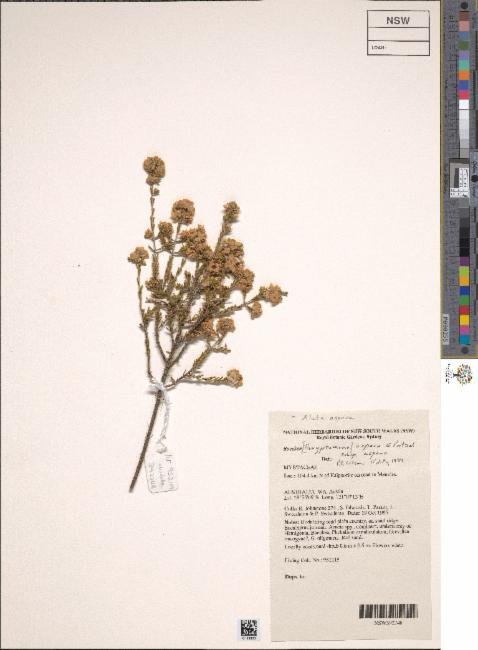 Aluta aspera subsp. aspera