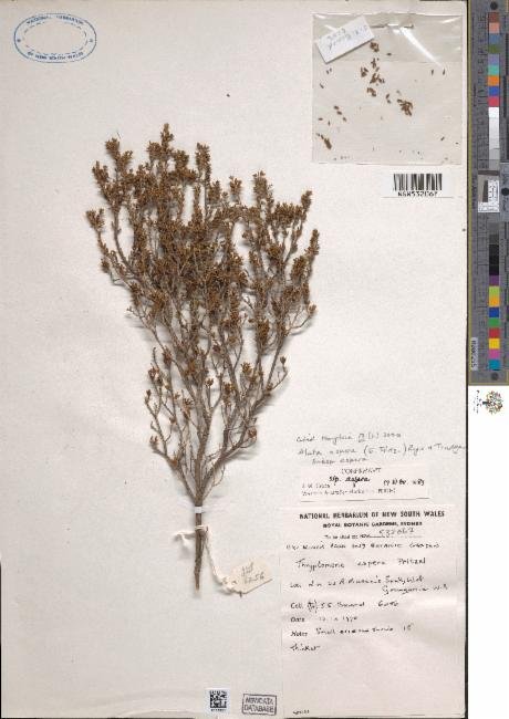 Aluta aspera subsp. aspera photograph 2