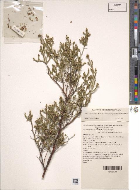 Aluta maisonneuvei subsp. maisonneuvei photograph 2