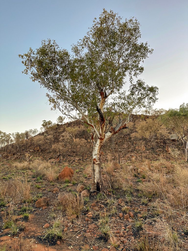 Eucalyptus brevifolia