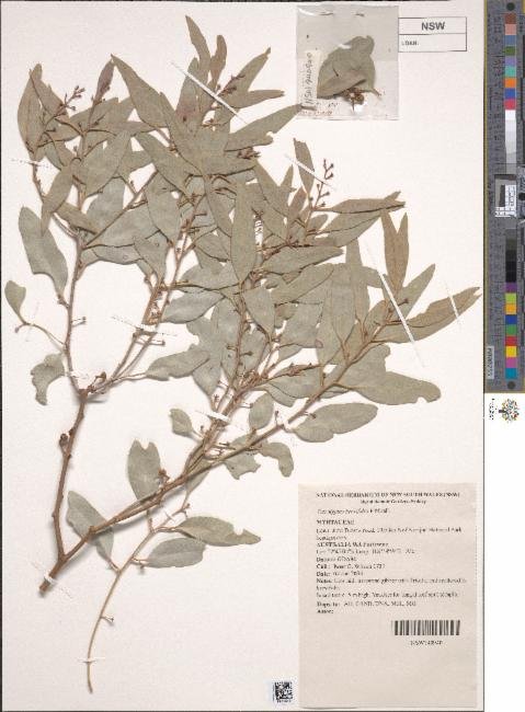 Eucalyptus brevifolia photograph 4