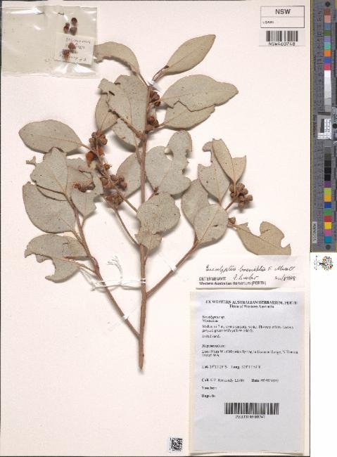 Eucalyptus brevifolia photograph 5