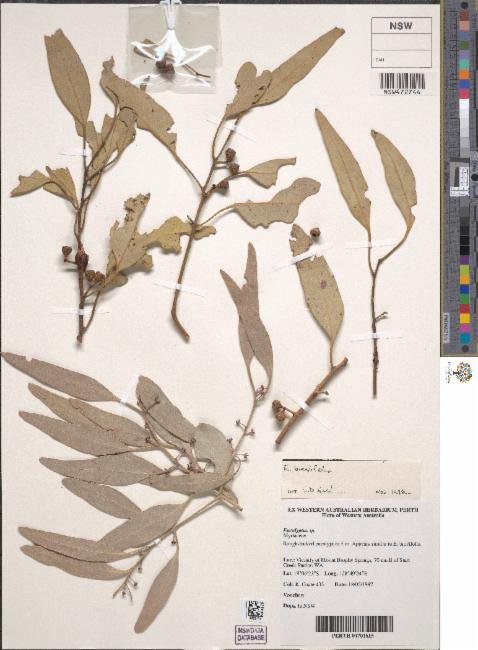 Eucalyptus brevifolia photograph 6