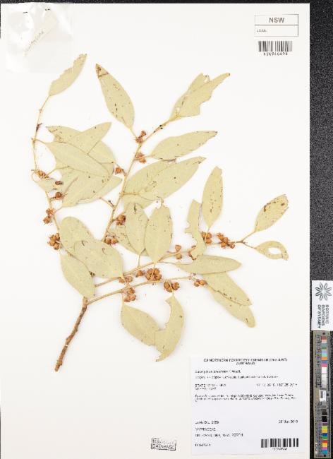 Eucalyptus brevifolia photograph 3