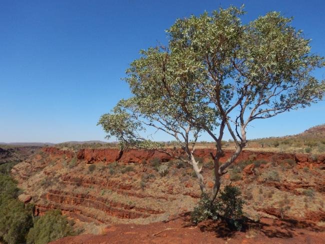 Eucalyptus brevifolia photograph 2