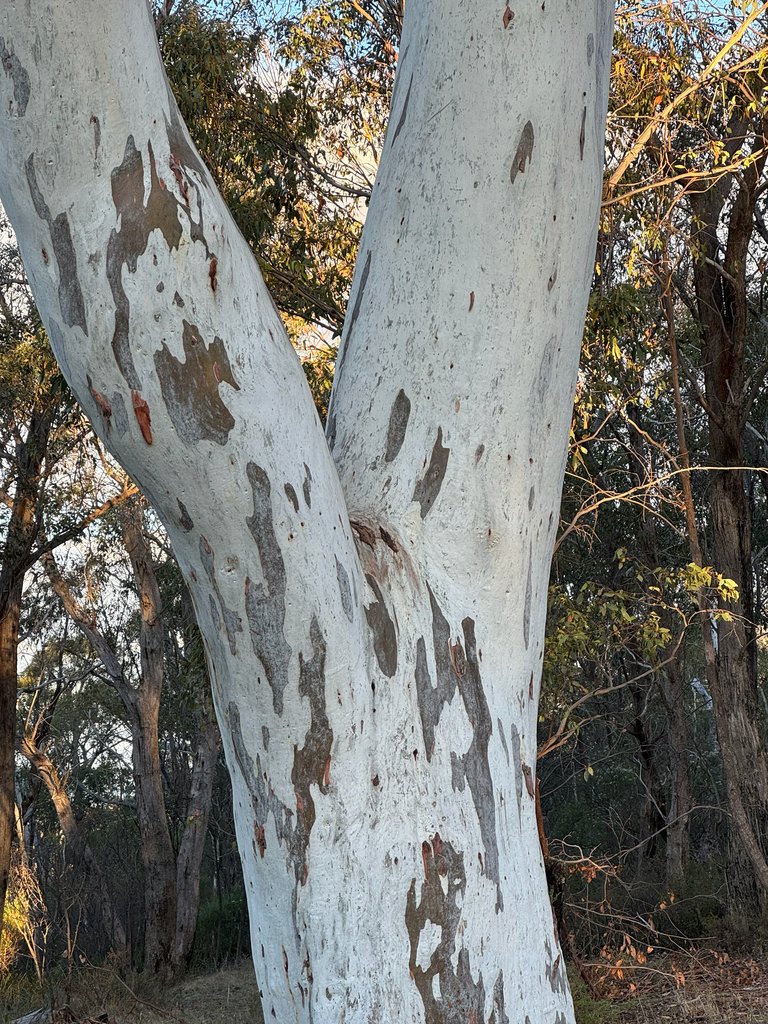 Eucalyptus mannifera photograph 2