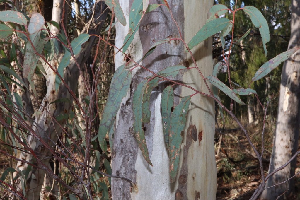 Eucalyptus mannifera photograph 5