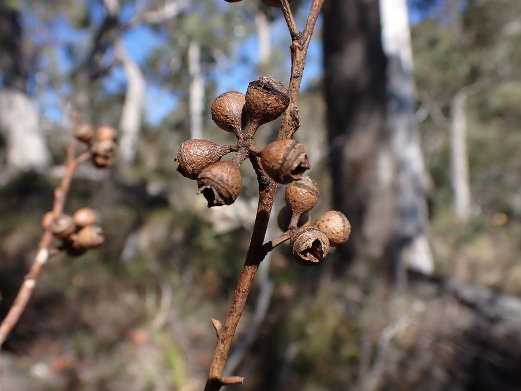 Eucalyptus mannifera photograph 3