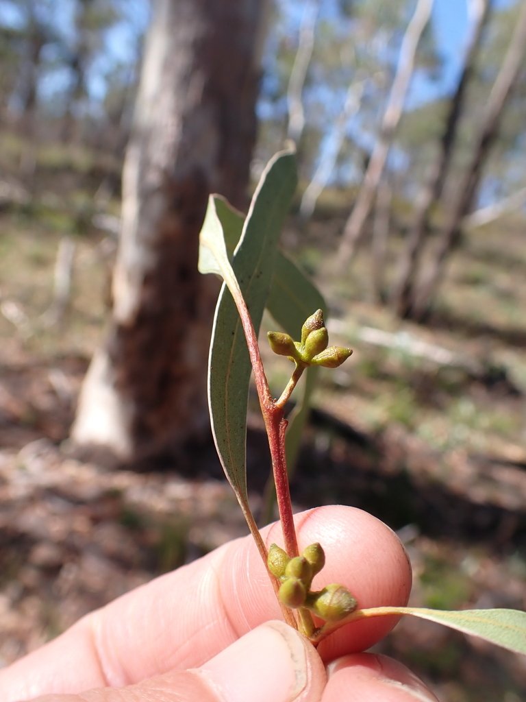 Eucalyptus mannifera