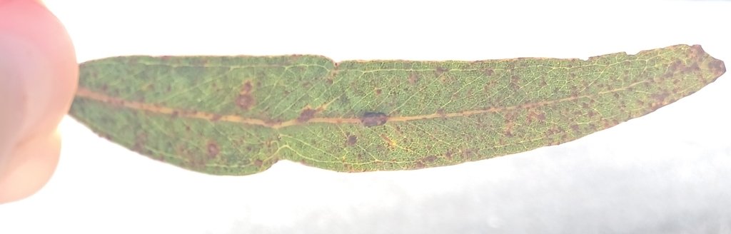 Eucalyptus mannifera photograph 6