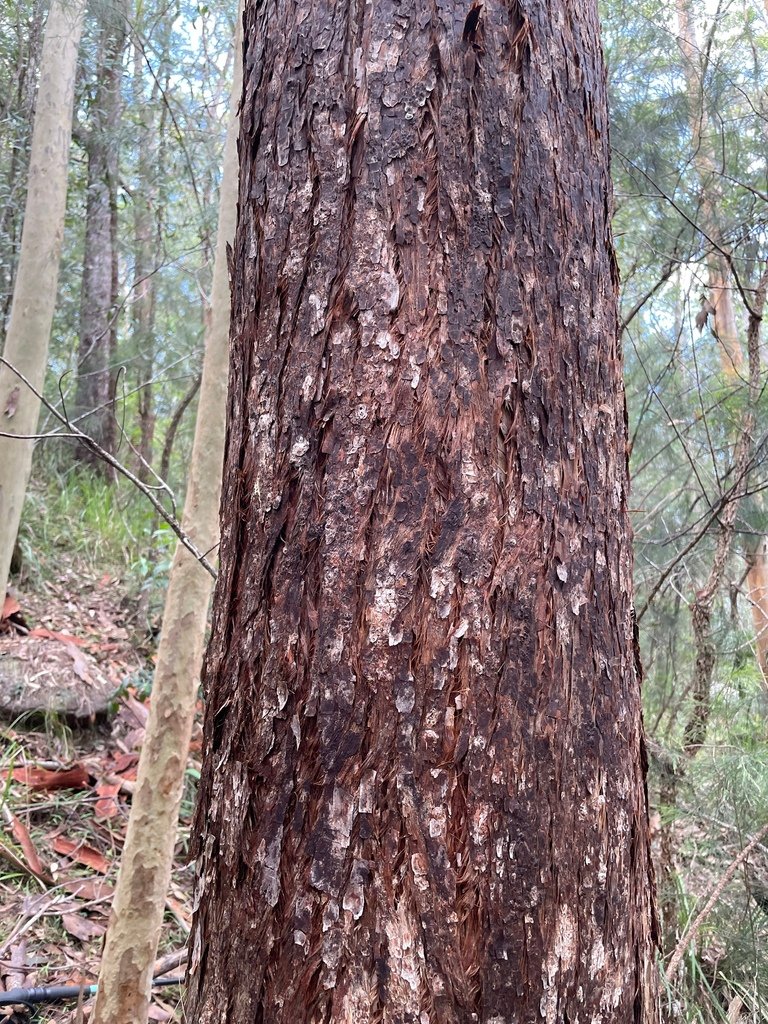 Eucalyptus microcorys photograph 2