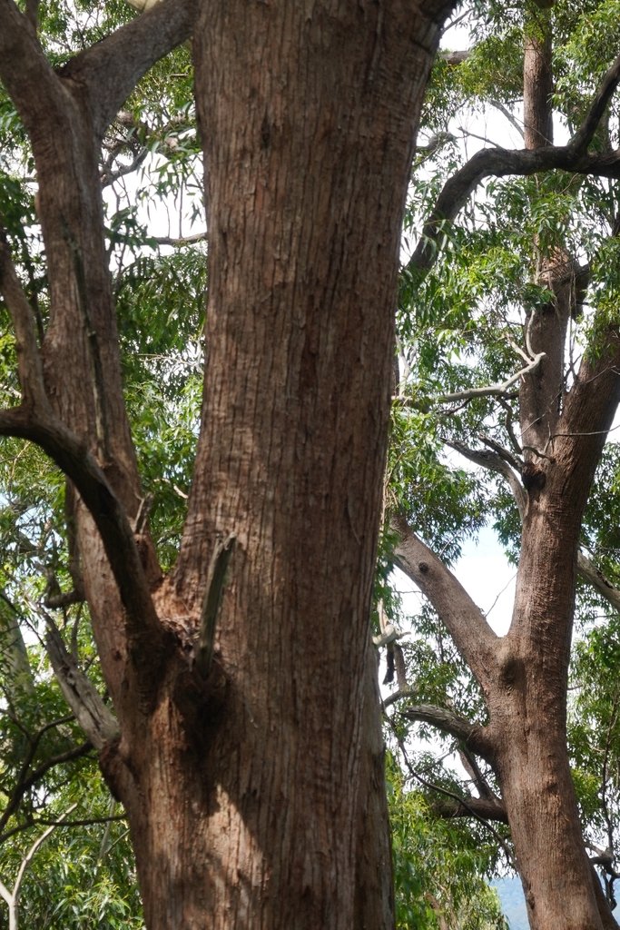 Eucalyptus microcorys photograph 5