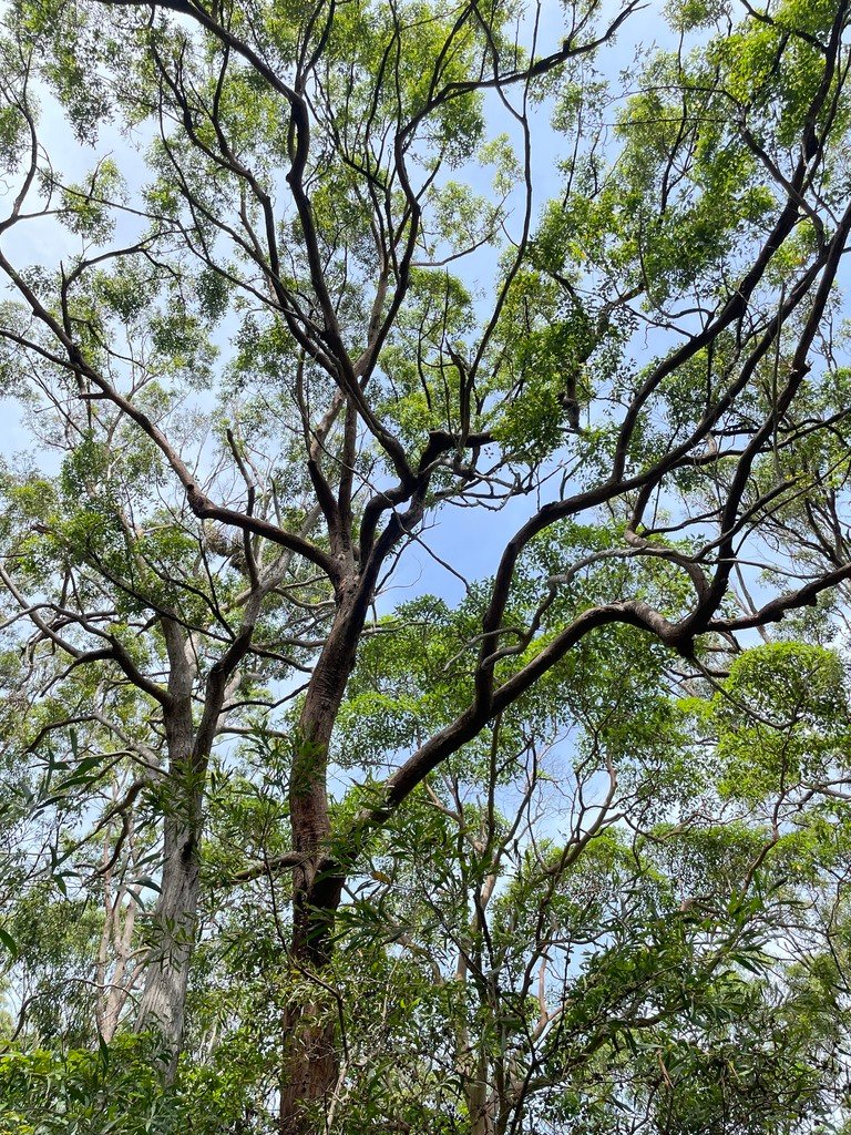 Eucalyptus microcorys