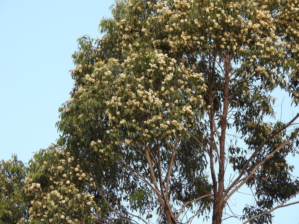 Eucalyptus microcorys photograph 6