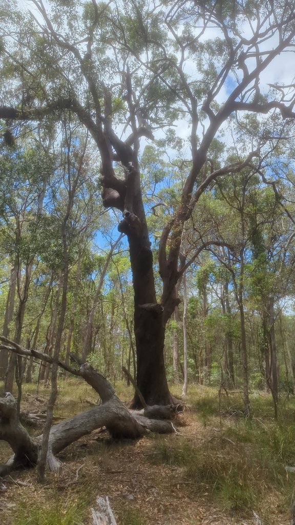 Eucalyptus microcorys photograph 4
