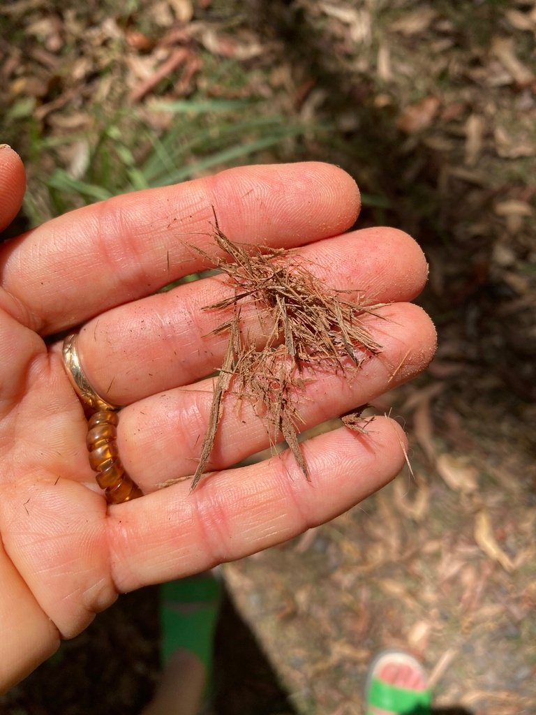 Eucalyptus microcorys photograph 3
