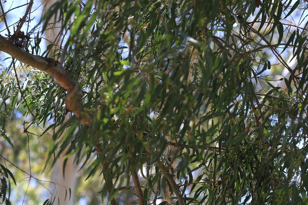 Eucalyptus parramattensis photograph 2