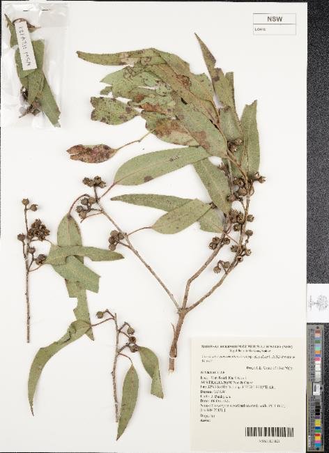 Eucalyptus parramattensis photograph 4