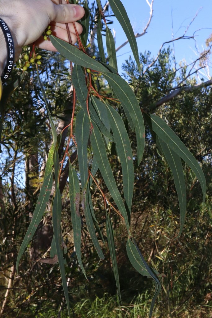 Eucalyptus parramattensis photograph 3