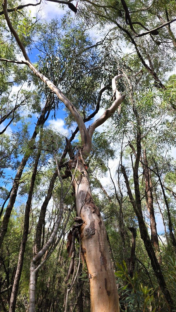 Eucalyptus parramattensis