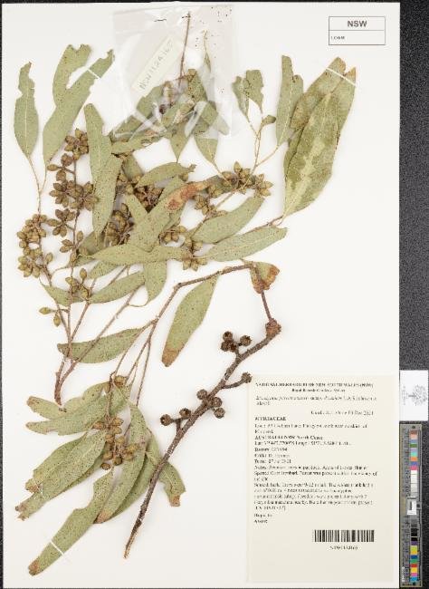 Eucalyptus parramattensis photograph 5