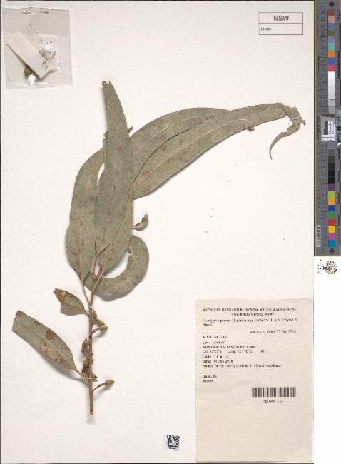 Eucalyptus parramattensis photograph 6