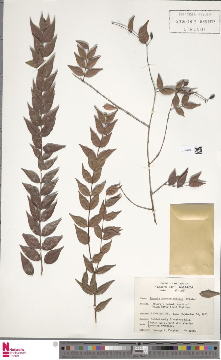 Eugenia chrootrichoides photograph 2