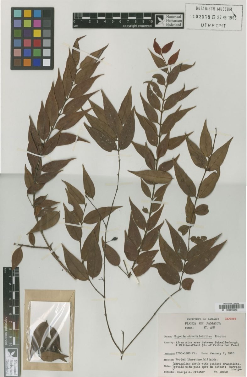 Eugenia chrootrichoides photograph 4