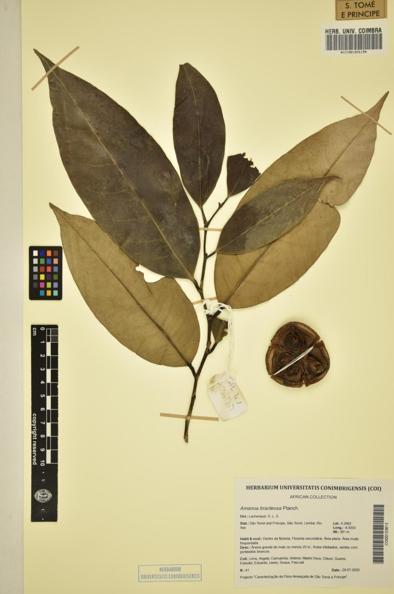 Amanoa bracteosa photograph 3