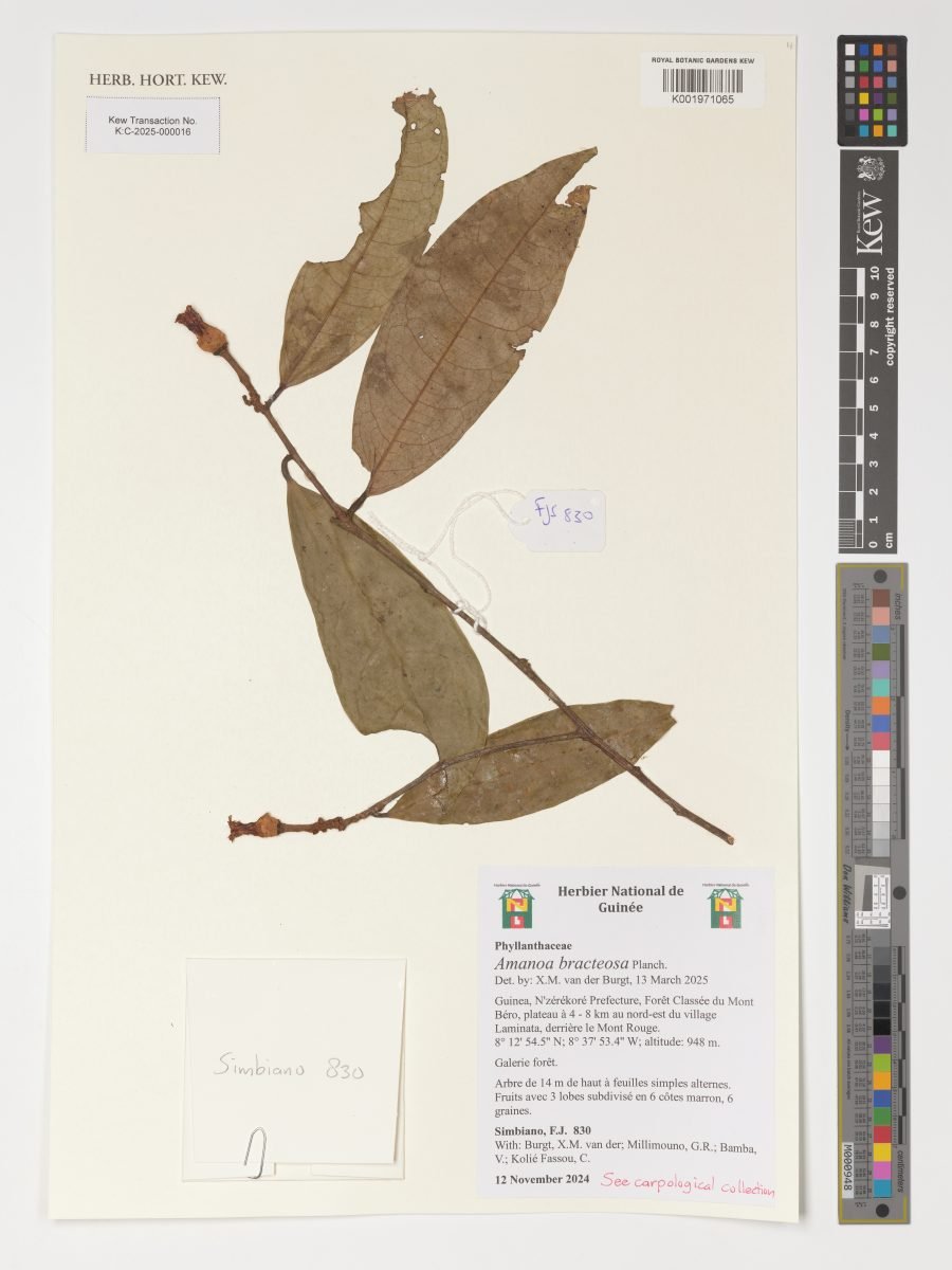 Amanoa bracteosa