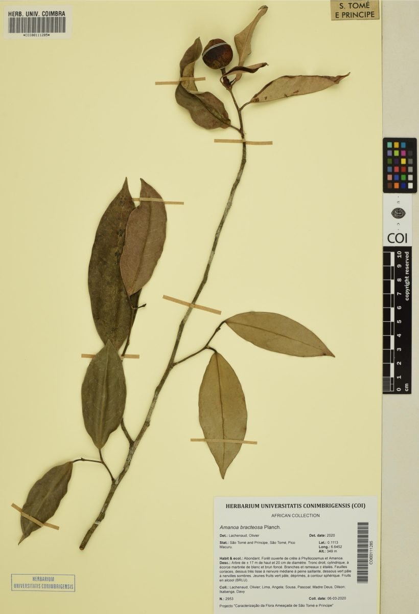 Amanoa bracteosa photograph 2