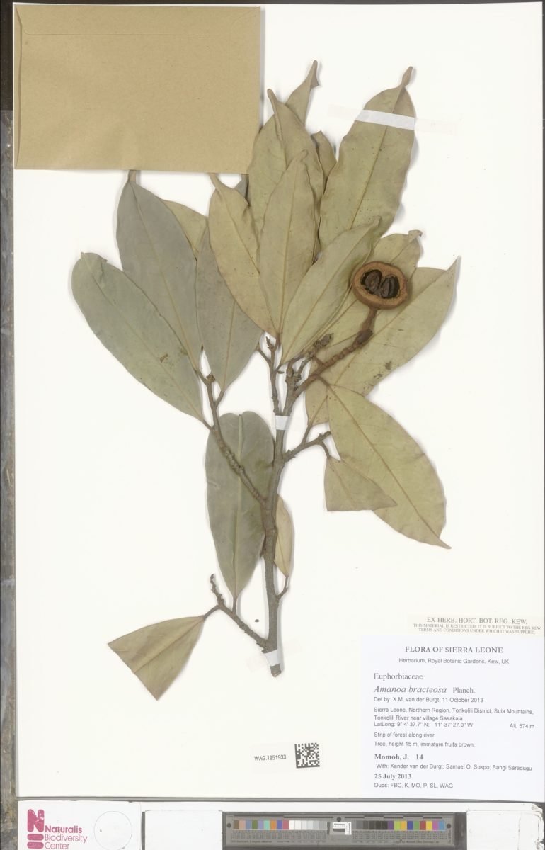 Amanoa bracteosa photograph 6