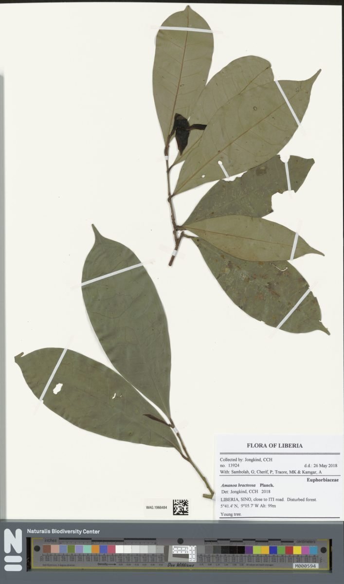 Amanoa bracteosa photograph 4