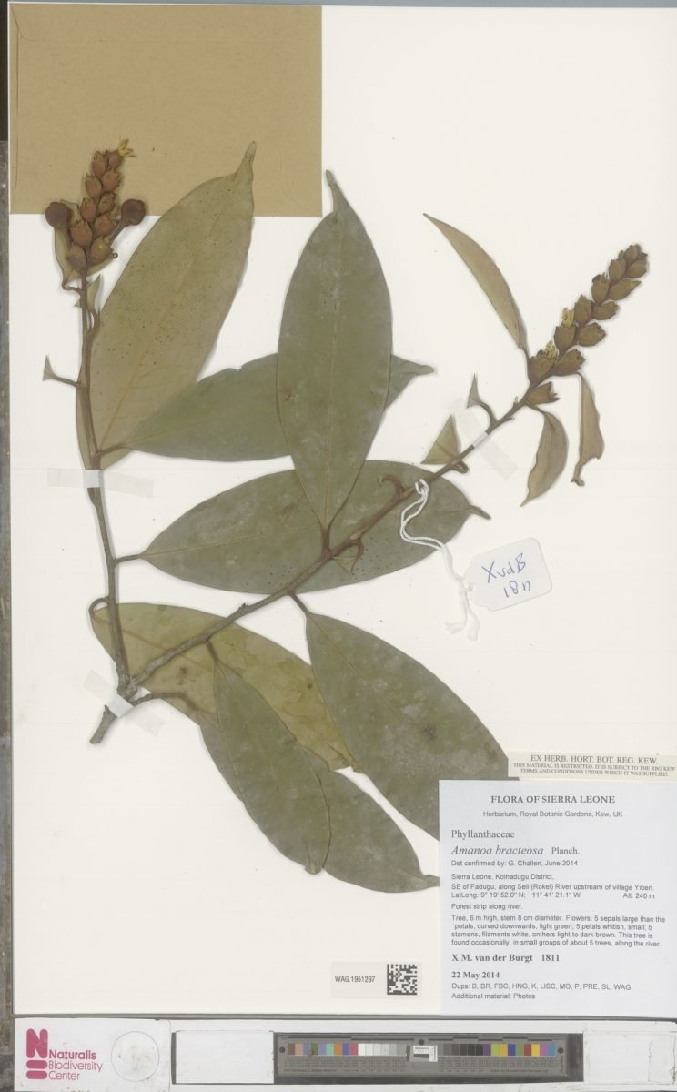 Amanoa bracteosa photograph 5