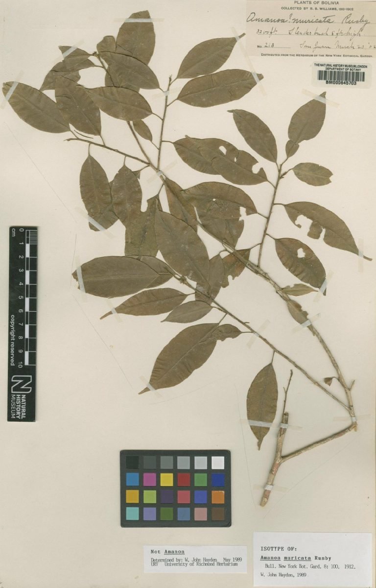 Amanoa muricata photograph 2