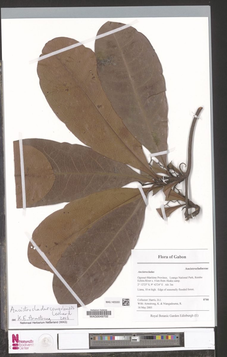 Ancistrocladus congolensis photograph 5