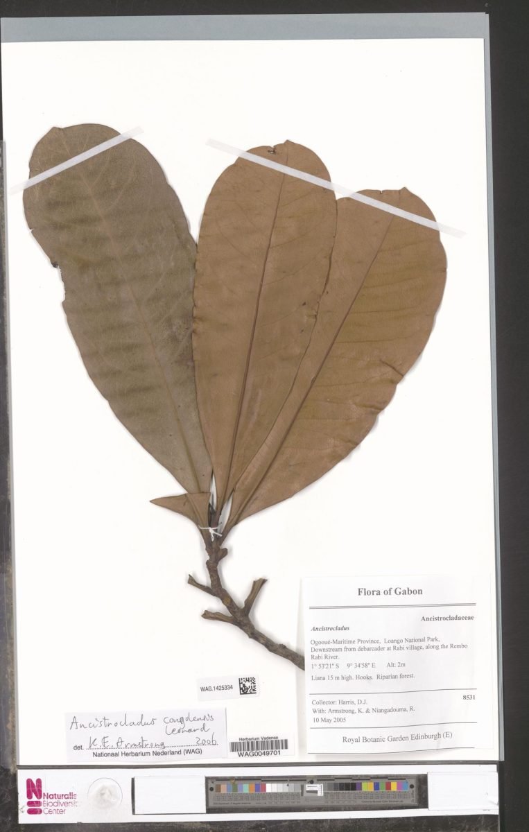 Ancistrocladus congolensis photograph 4