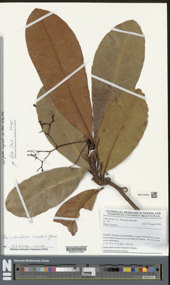 Ancistrocladus congolensis photograph 6