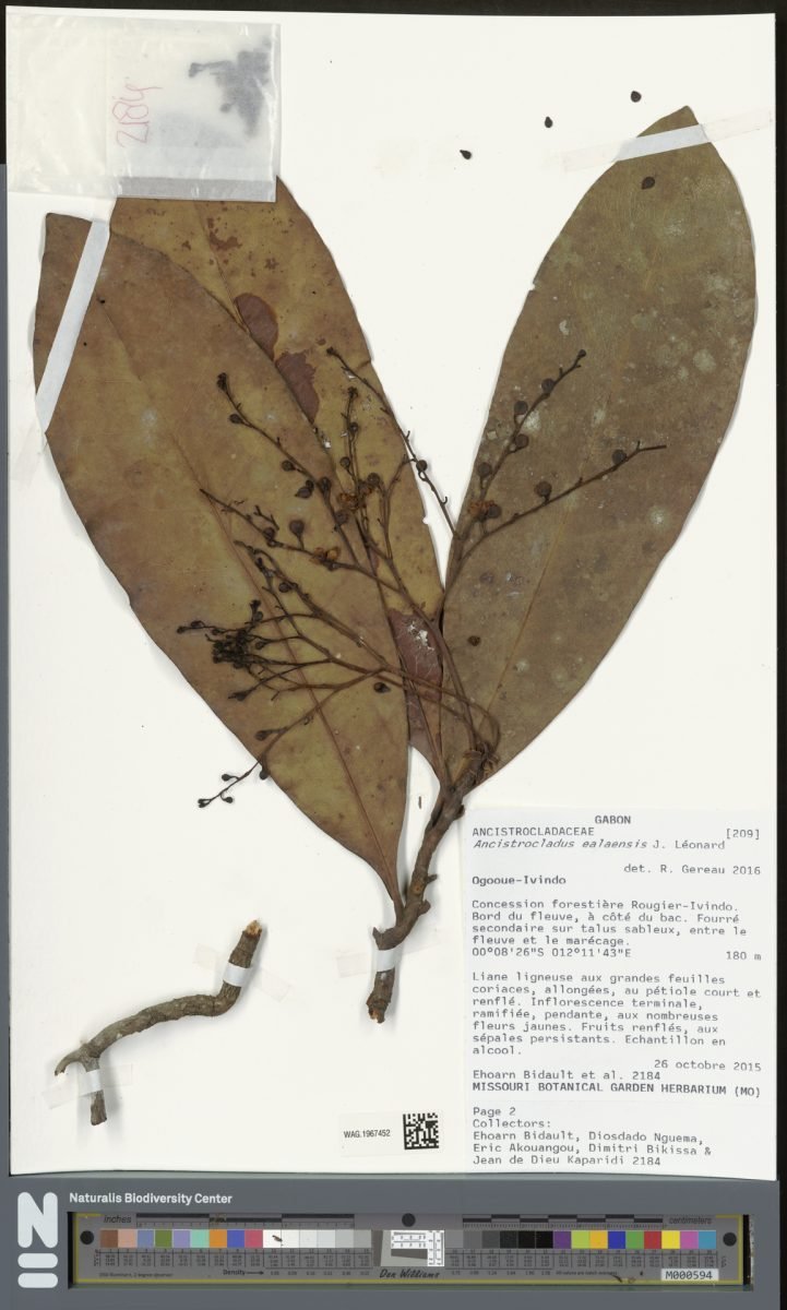 Ancistrocladus congolensis