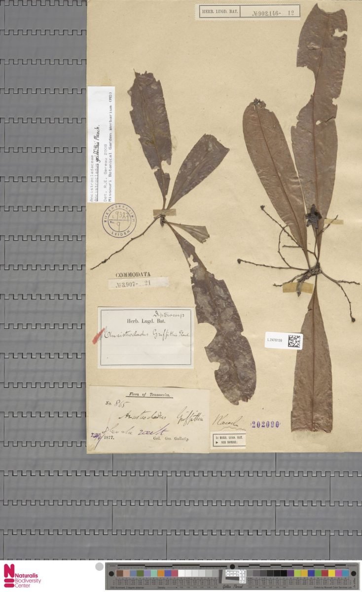 Ancistrocladus griffithii photograph 5