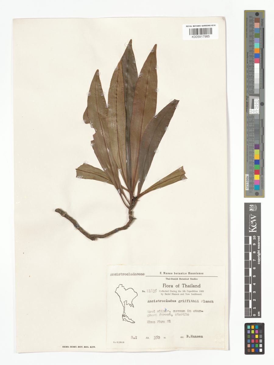 Ancistrocladus griffithii photograph 2