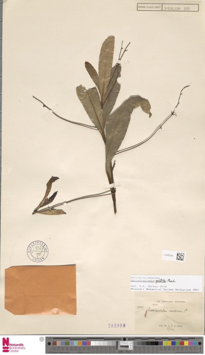 Ancistrocladus griffithii photograph 3