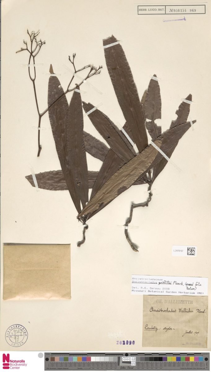 Ancistrocladus griffithii photograph 4