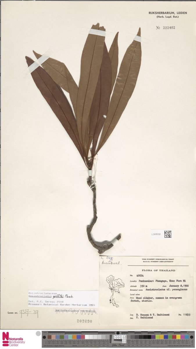 Ancistrocladus griffithii