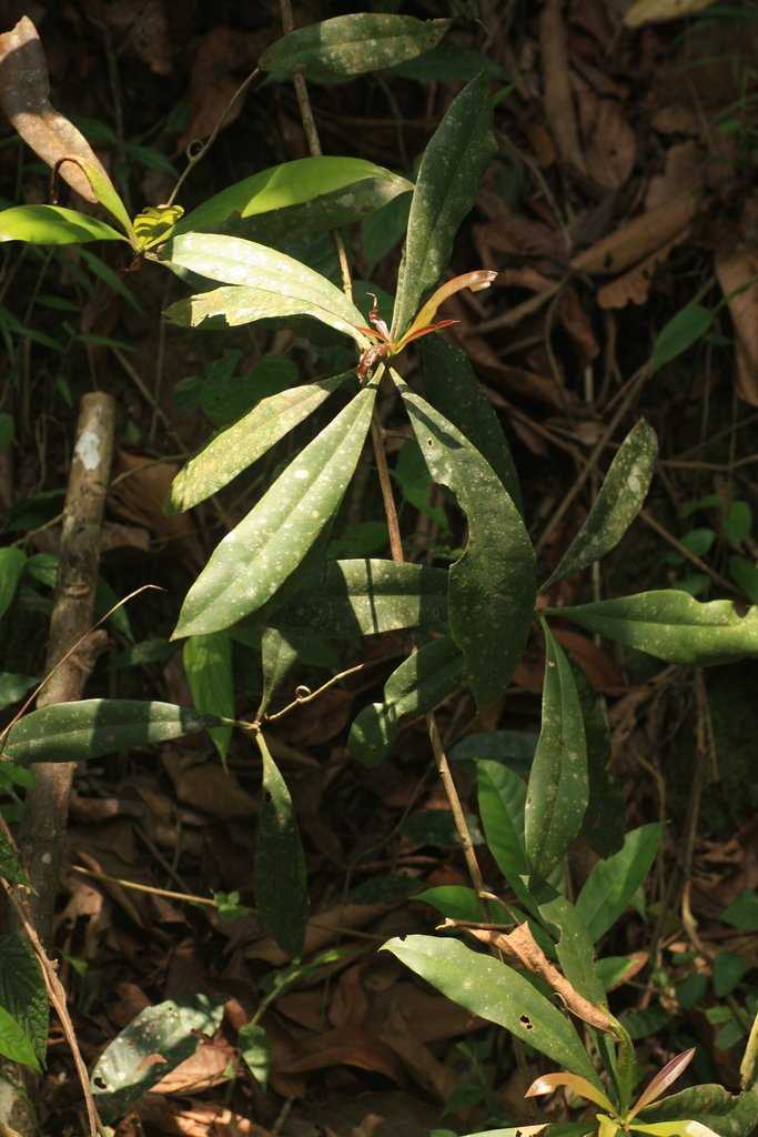 Ancistrocladus heyneanus photograph 6